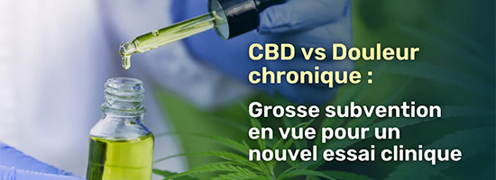 CBD vs douleur chronique