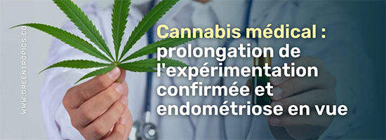 cannabis médical